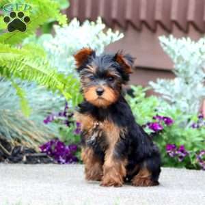 Joy, Yorkie Puppy