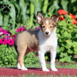 Joy, Sheltie Puppy
