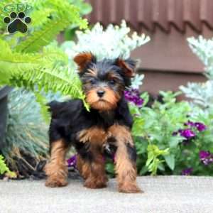 Joy, Yorkie Puppy
