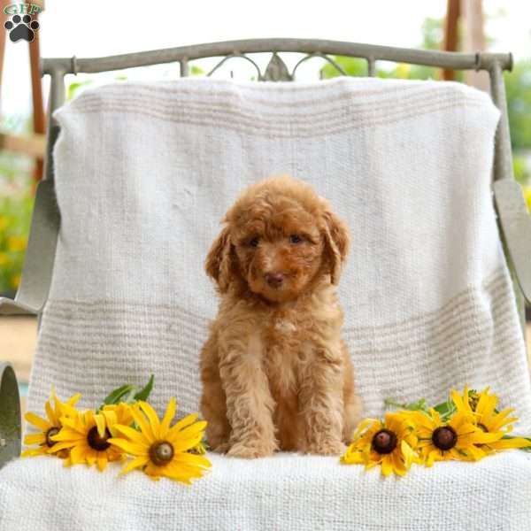 Joy, Mini Goldendoodle Puppy
