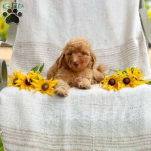 Joy, Mini Goldendoodle Puppy