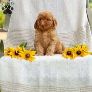 Joy, Mini Goldendoodle Puppy