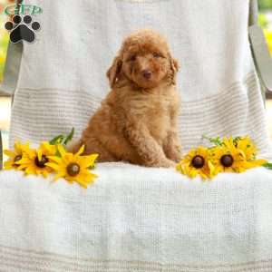 Joy, Mini Goldendoodle Puppy