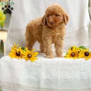 Joy, Mini Goldendoodle Puppy