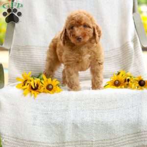 Joy, Mini Goldendoodle Puppy