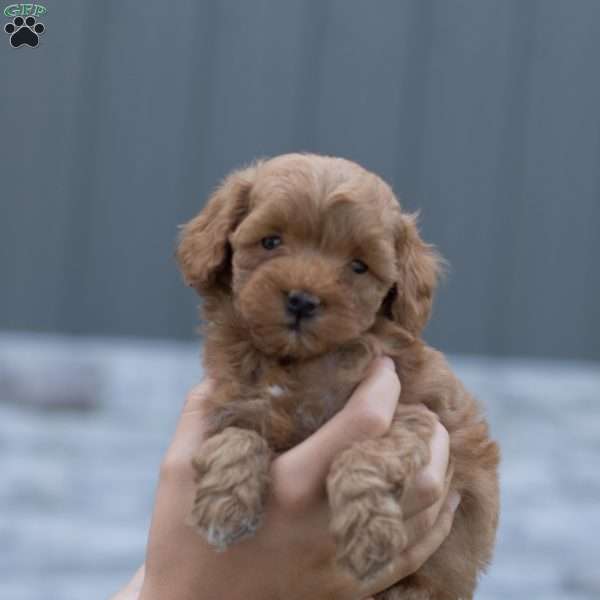 Junior, Mini Goldendoodle Puppy