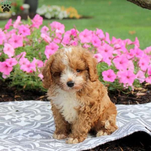 Judy, Cavapoo Puppy