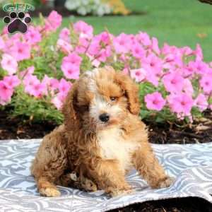 Judy, Cavapoo Puppy