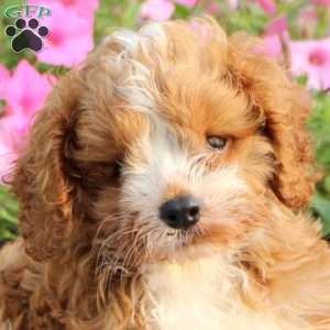 Judy, Cavapoo Puppy