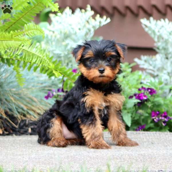 Judy, Yorkie Puppy