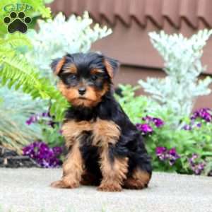 Judy, Yorkie Puppy