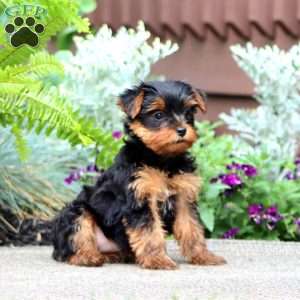 Judy, Yorkie Puppy