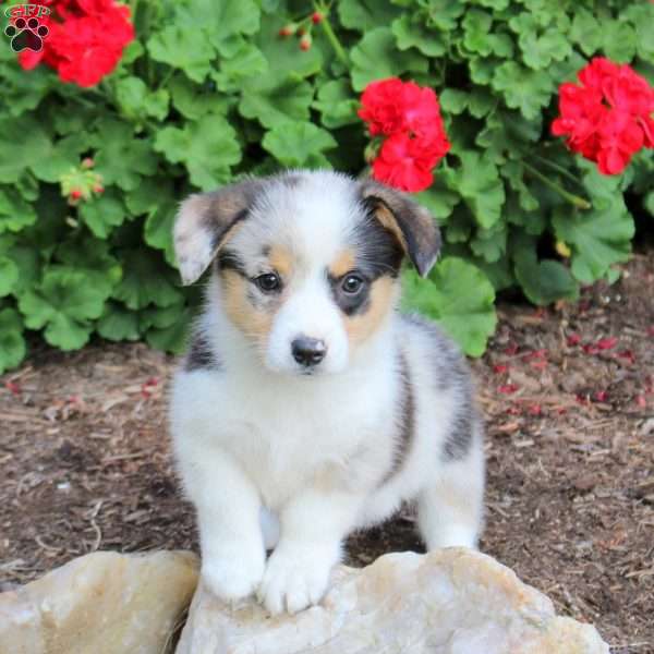 Julia, Pembroke Welsh Corgi Puppy