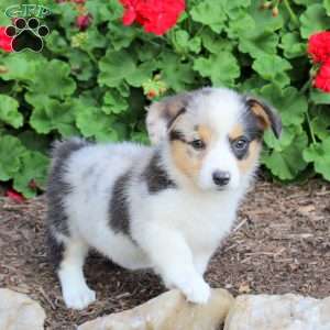 Julia, Pembroke Welsh Corgi Puppy