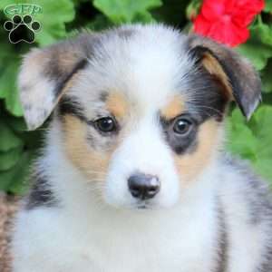 Julia, Pembroke Welsh Corgi Puppy