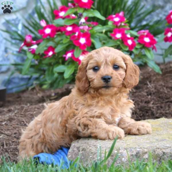 Julia, Cavapoo Puppy