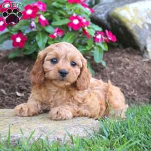 Julia, Cavapoo Puppy