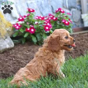 Julia, Cavapoo Puppy