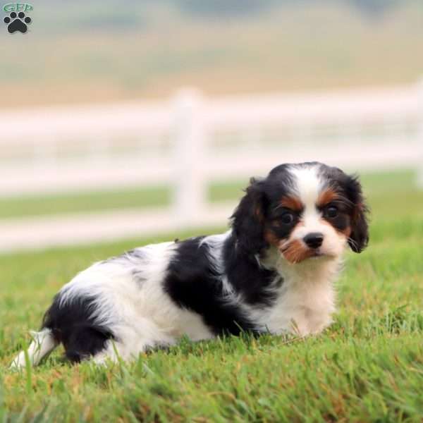 Julie, Cavapoo Puppy