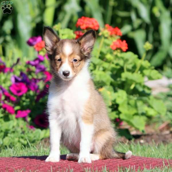 Julie, Sheltie Puppy