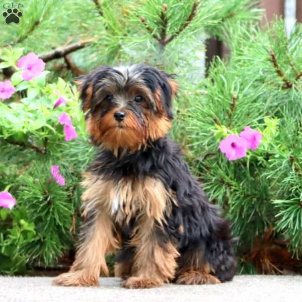 Julie, Yorkie Puppy