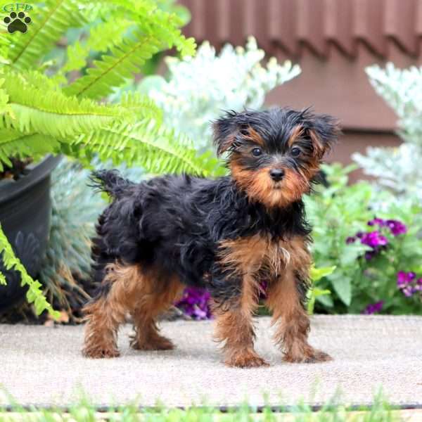 Julie, Yorkie Puppy