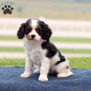 Julie, Cavapoo Puppy