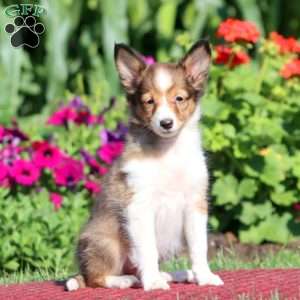 Julie, Sheltie Puppy