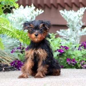 Julie, Yorkie Puppy