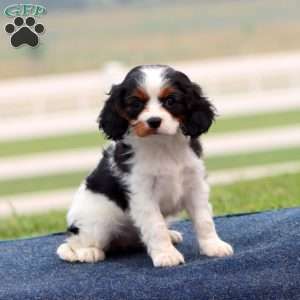 Julie, Cavapoo Puppy