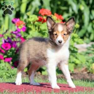 Julie, Sheltie Puppy