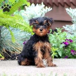 Julie, Yorkie Puppy