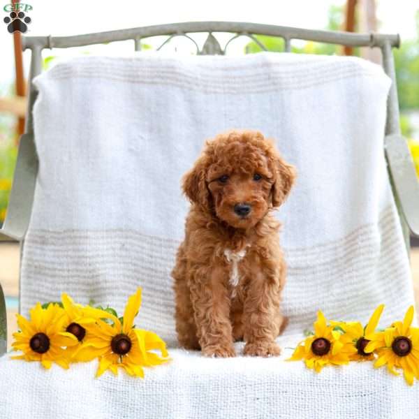 Julie, Mini Goldendoodle Puppy