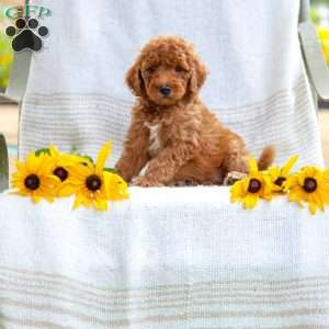 Julie, Mini Goldendoodle Puppy