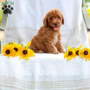 Julie, Mini Goldendoodle Puppy