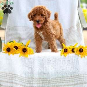Julie, Mini Goldendoodle Puppy