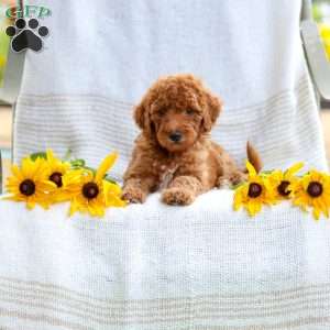 Julie, Mini Goldendoodle Puppy