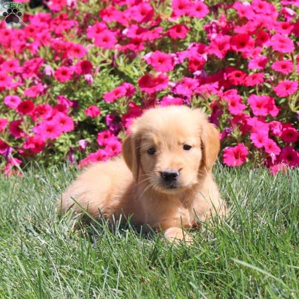 Jumper, Golden Retriever Puppy