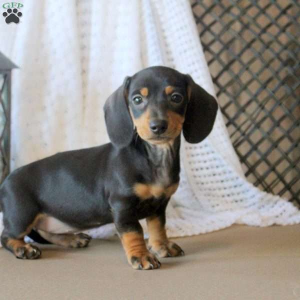 June, Dachshund Puppy