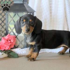 June, Dachshund Puppy