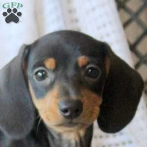 June, Dachshund Puppy