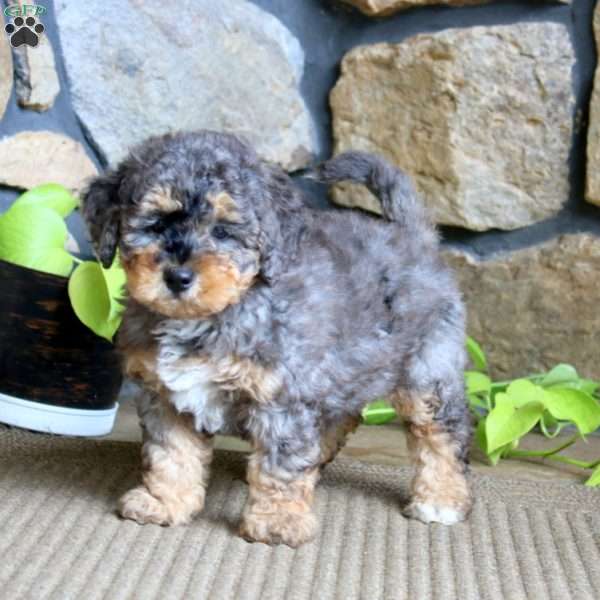 Justice, Miniature Poodle Puppy