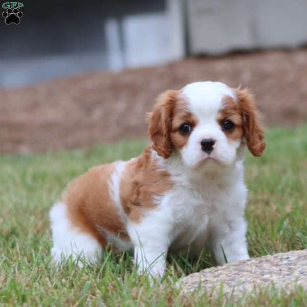 Justin, Cavalier King Charles Spaniel Puppy