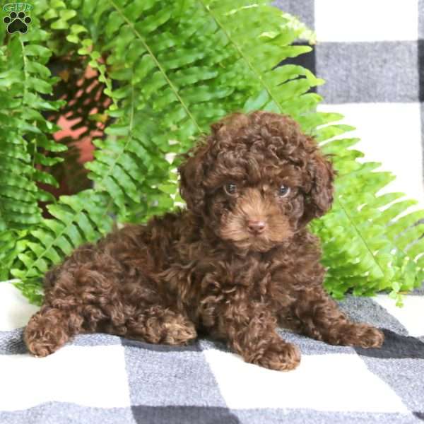 Justin, Toy Poodle Puppy