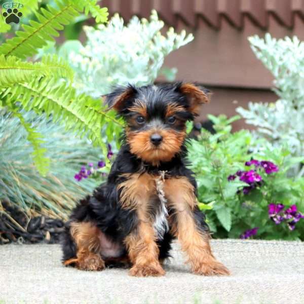 Justin, Yorkie Puppy