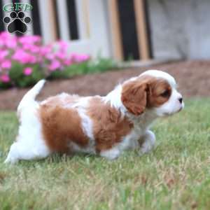 Justin, Cavalier King Charles Spaniel Puppy