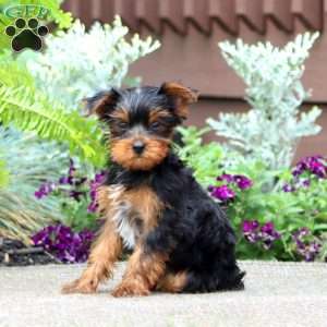 Justin, Yorkie Puppy