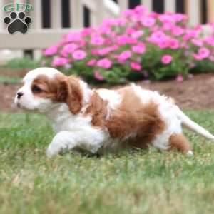 Justin, Cavalier King Charles Spaniel Puppy