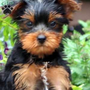 Justin, Yorkie Puppy