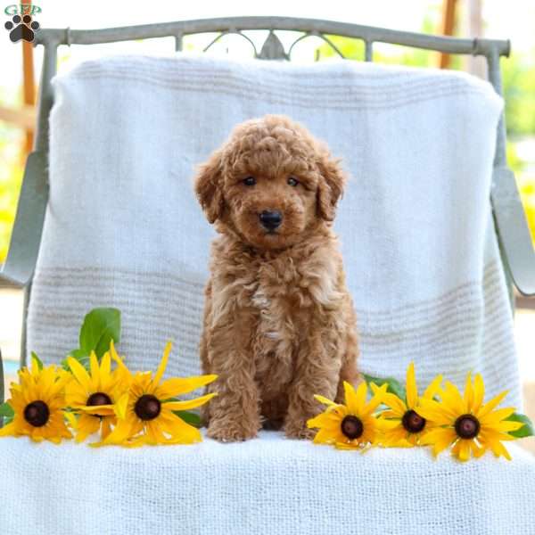 Justin, Mini Goldendoodle Puppy